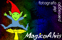 MagicoAlvis
